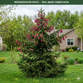 Acrocona Norway Spruce (Picea abies) — St. Paul, MN