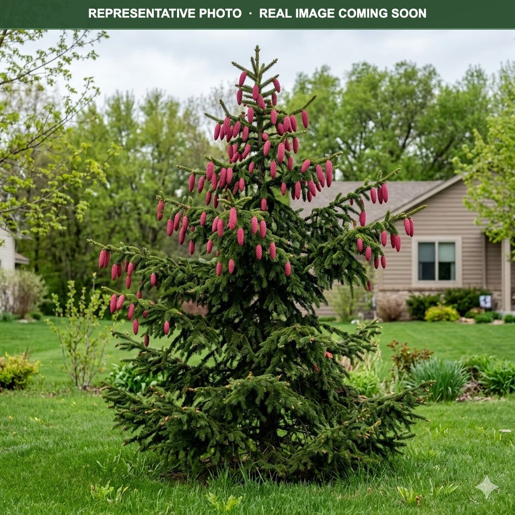 Acrocona Norway Spruce (Picea abies) — St. Paul, MN