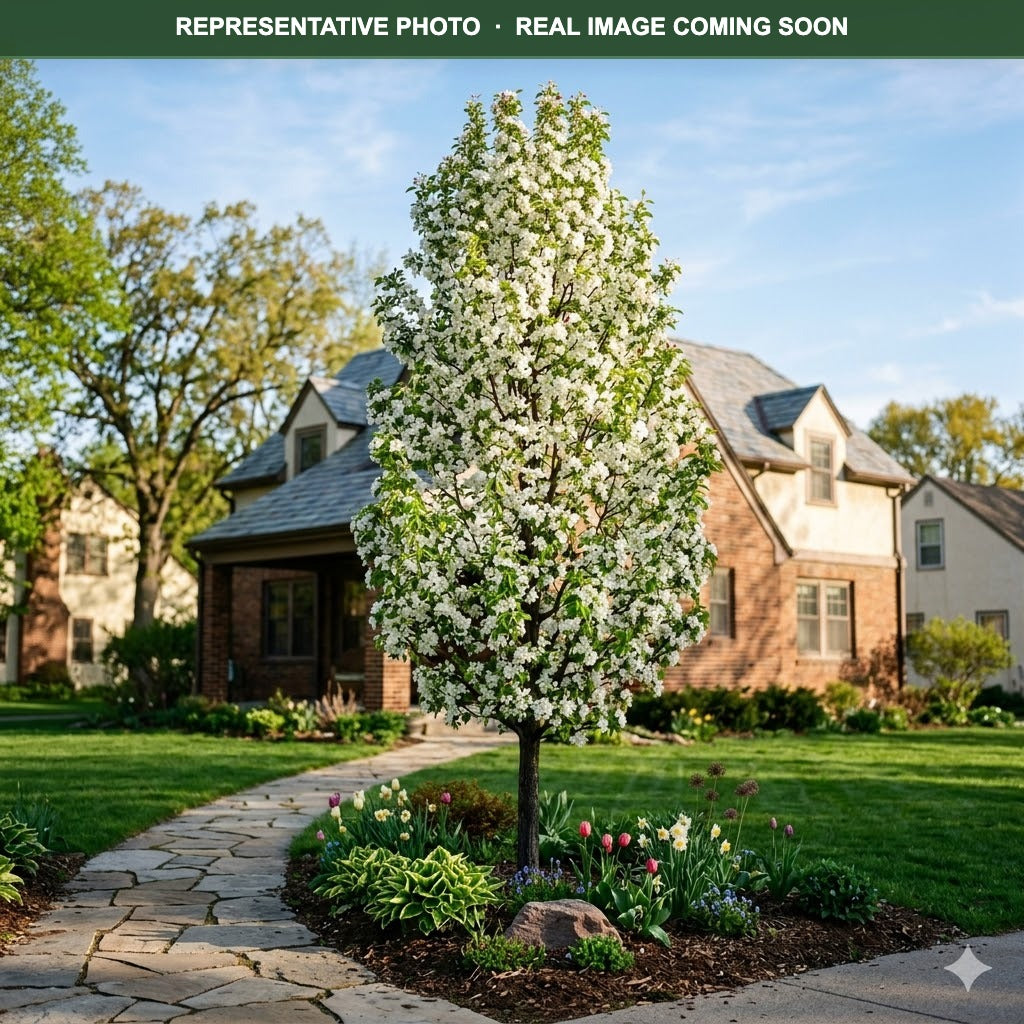 Adirondack Crabapple (Malus) — Edina, MN