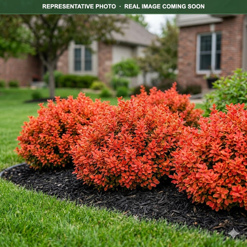 Admiration Barberry (Berberis thunbergii) — St. Paul, MN