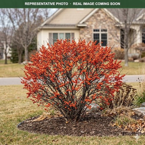 Afterglow Winterberry (Ilex verticillata) — Edina, MN