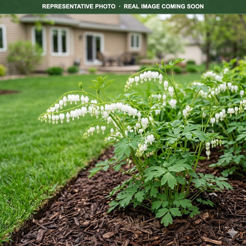 Alba White Bleeding Heart (Lamprocapnos spectabilis) — Minneapolis, MN