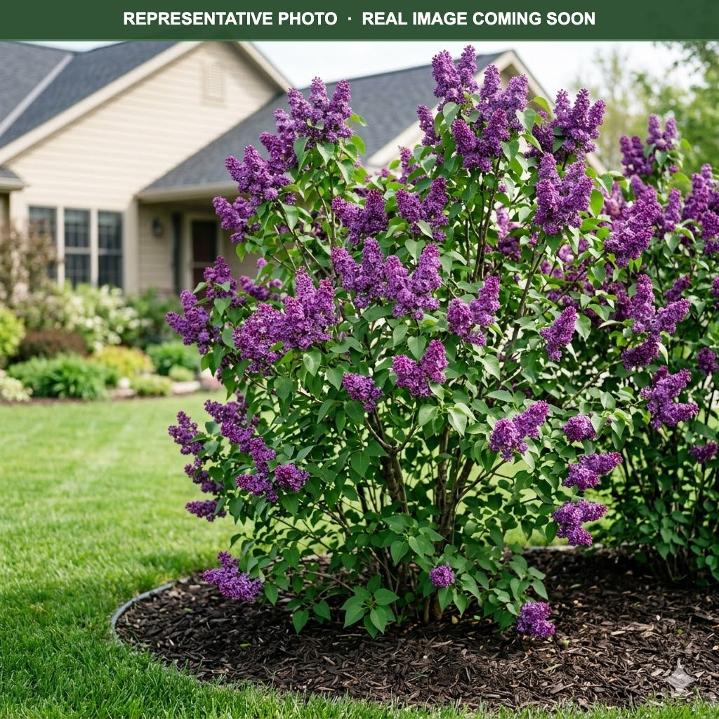 Albert Holden Lilac (Syringa vulgaris) — Minnetonka, MN