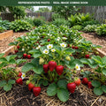 Albion Strawberry plants (Fragaria × ananassa) — Minneapolis, MN