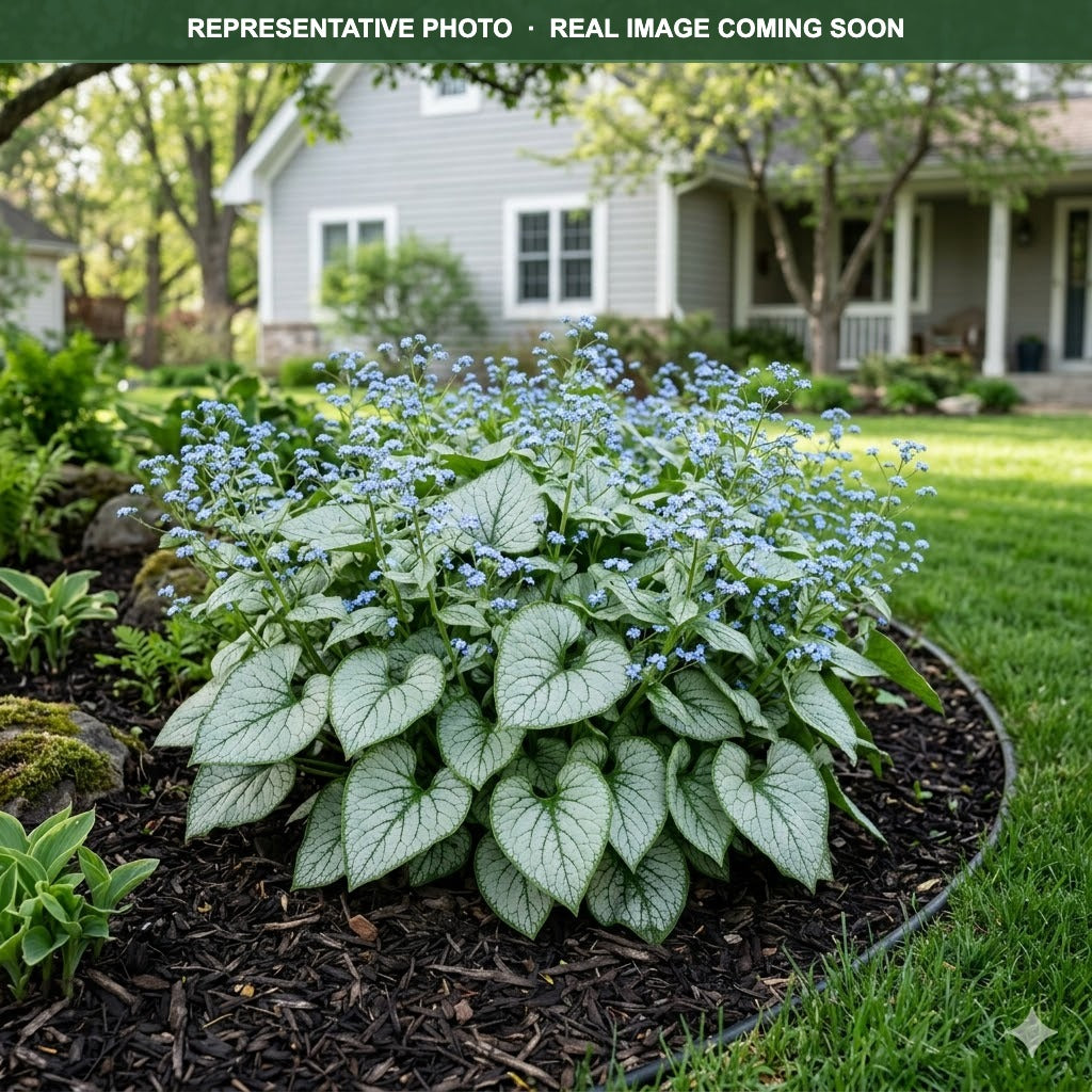 Alexander's Great Brunnera (Brunnera macrophylla) — St. Paul, MN