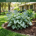 Alexandria Brunnera (Brunnera macrophylla) — Edina, MN