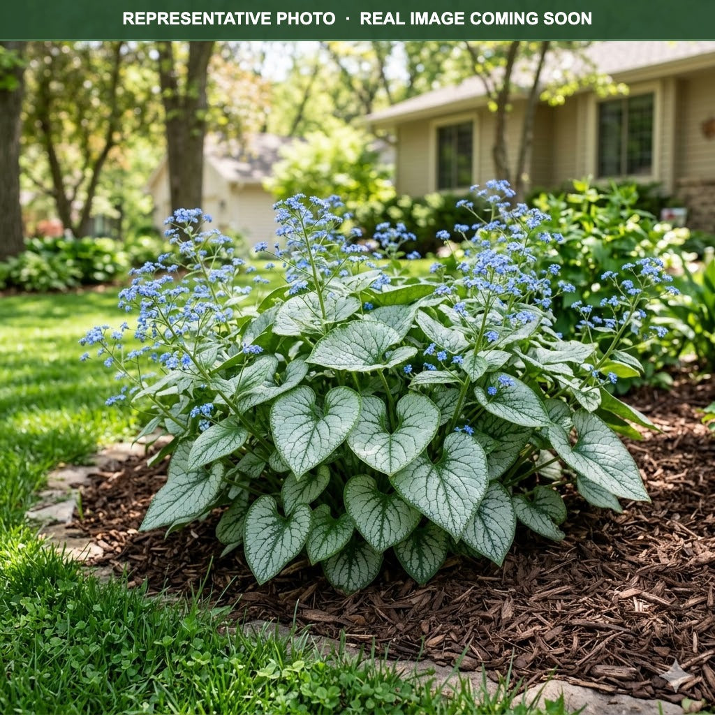 Alexandria Brunnera (Brunnera macrophylla) — Edina, MN