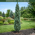 Algonquin Pillar Swiss Stone Pine (Pinus cembra) — Minnetonka, MN