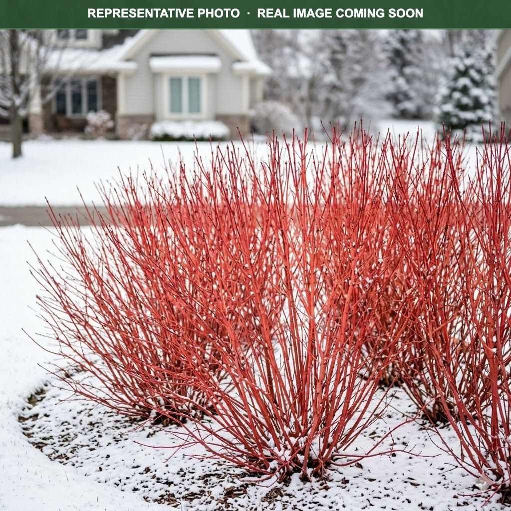 Alleman's Compact Dogwood (Cornus sericea) — Woodbury, MN