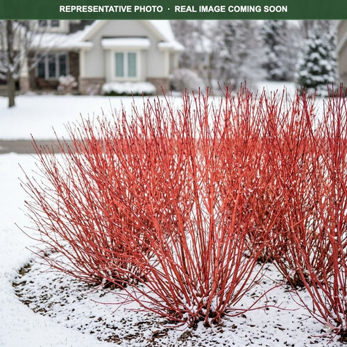 Alleman's Compact Dogwood (Cornus sericea) — Woodbury, MN