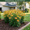 Aloha Coneflower (Echinacea) — Minnetonka, MN