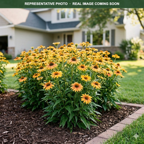 Aloha Coneflower (Echinacea) — Minnetonka, MN