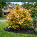 Amber Jubilee Ninebark (Physocarpus opulifolius) — Eden Prairie, MN