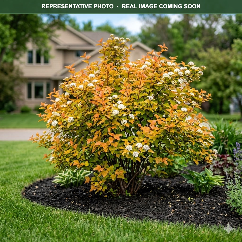 Amber Jubilee Ninebark (Physocarpus opulifolius) — Eden Prairie, MN