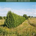 American Arborvitae White Cedar (Thuja occidentalis) — Woodbury, MN