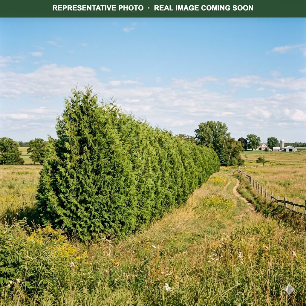 American Arborvitae White Cedar (Thuja occidentalis) — Woodbury, MN