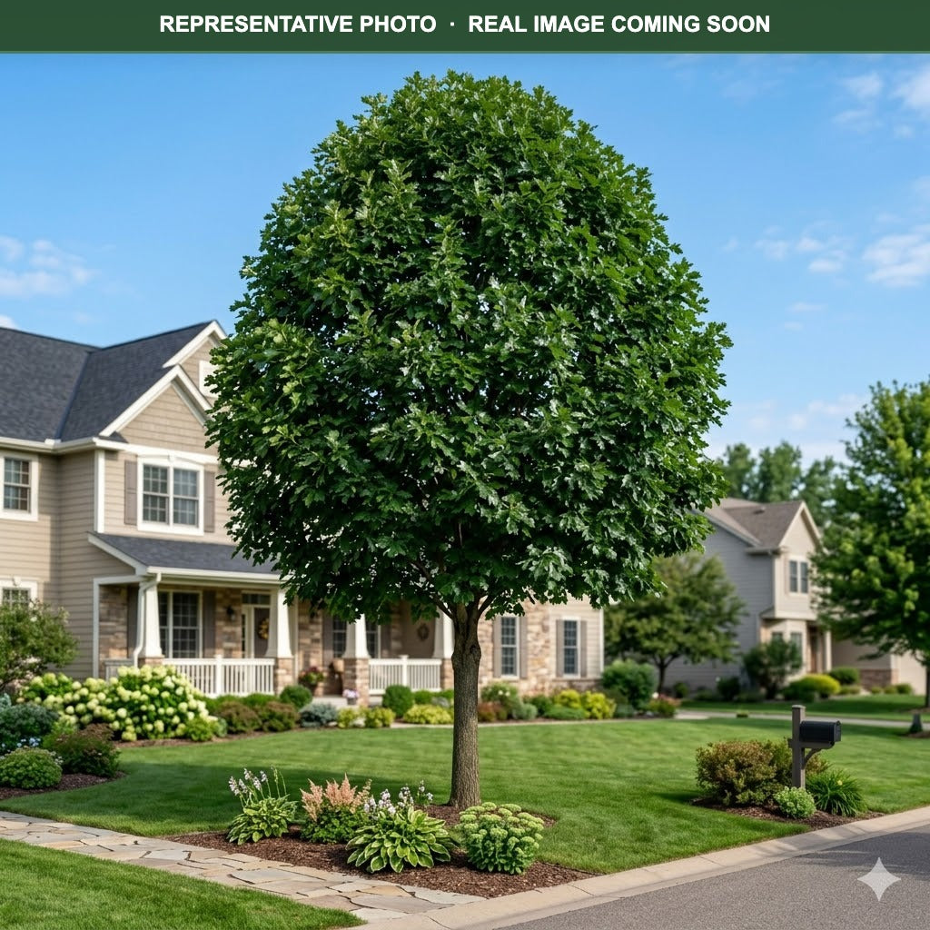 American Dream Bicolor Oak (Quercus bicolor) — Eden Prairie, MN