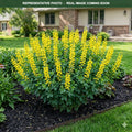 American Goldfinch False Indigo (Baptisia) — Woodbury, MN