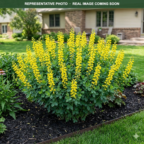 American Goldfinch False Indigo (Baptisia) — Woodbury, MN