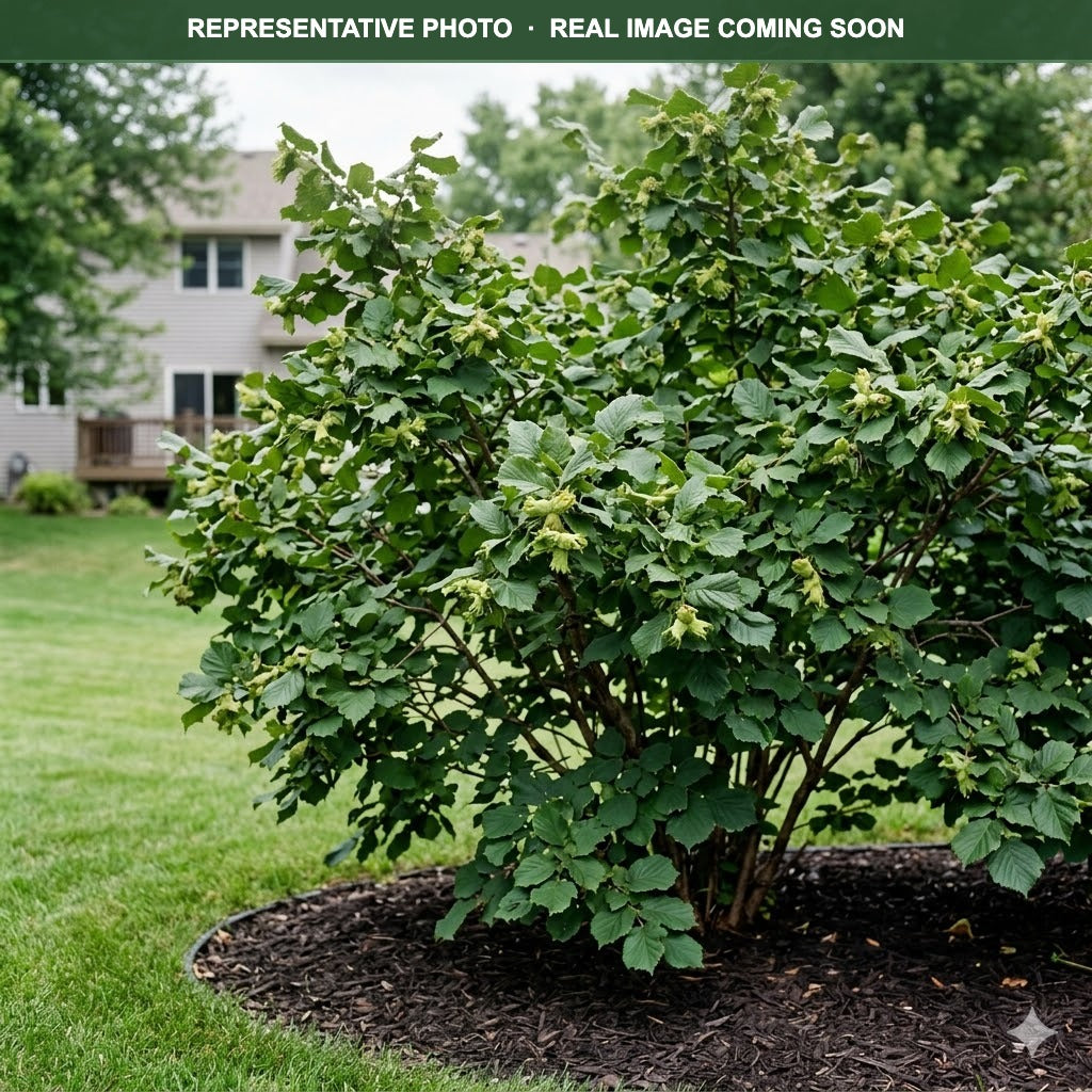 American Hazelnut (Corylus americana) — Plymouth, MN