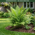 American Royal Fern (Osmunda regalis) — Eden Prairie, MN
