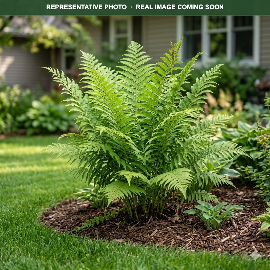 American Royal Fern (Osmunda regalis) — Eden Prairie, MN