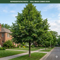 American Sentry Linden (Tilia americana) — Plymouth, MN