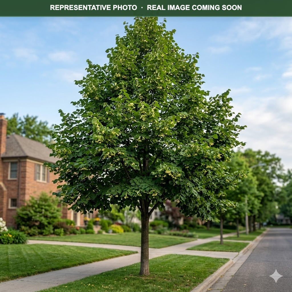 American Sentry Linden (Tilia americana) — Plymouth, MN