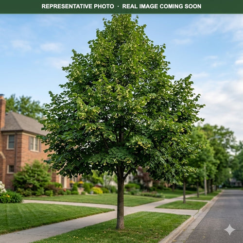 American Sentry Linden (Tilia americana) — Plymouth, MN