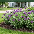 Amethyst Dream Cornflower (Centaurea montana) — Plymouth, MN