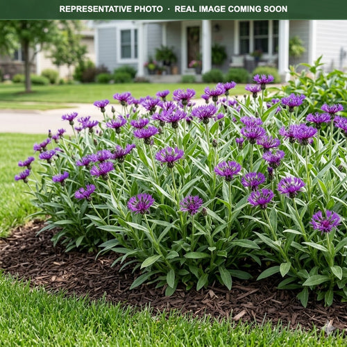 Amethyst Dream Cornflower (Centaurea montana) — Plymouth, MN