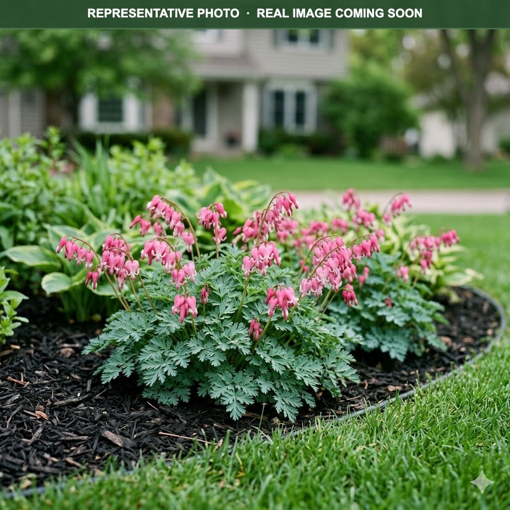 Amore Rose Bleeding Heart (Dicentra) — Maple Grove, MN