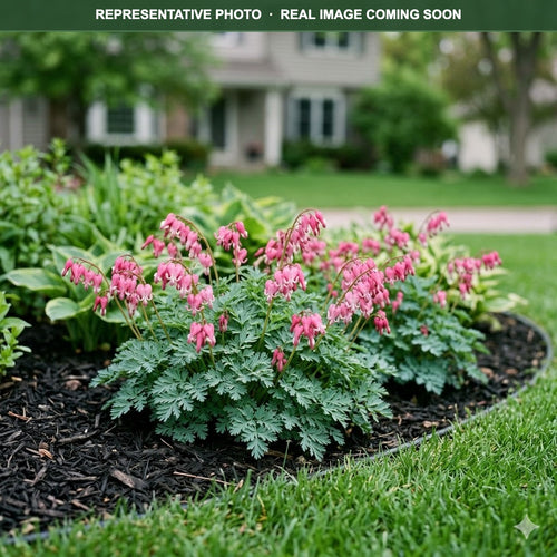 Amore Rose Bleeding Heart (Dicentra) — Maple Grove, MN