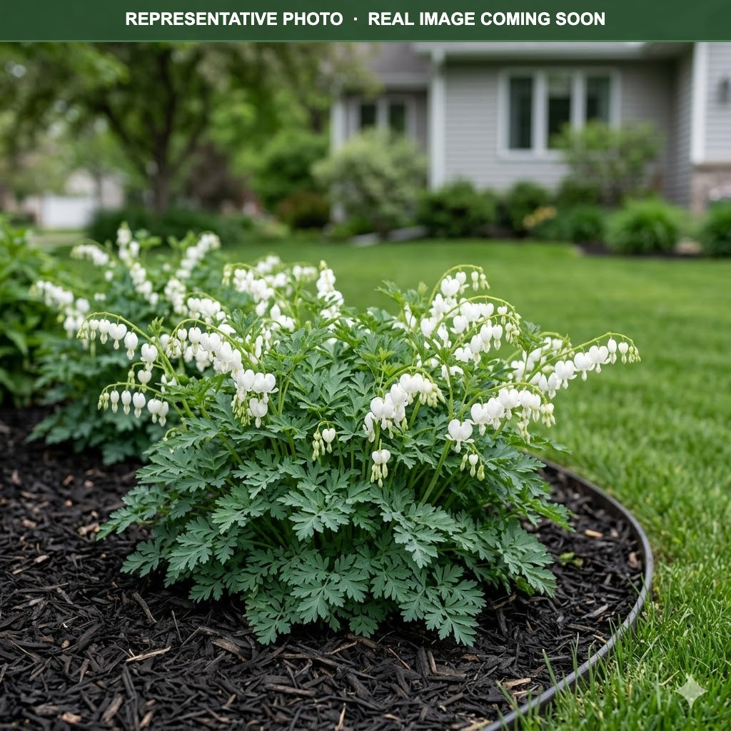 Amore Titanium Bleeding Heart (Dicentra) foliage detail — Bloomington, MN
