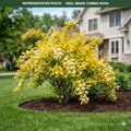 Angel Gold Ninebark (Physocarpus opulifolius) — Maple Grove, MN