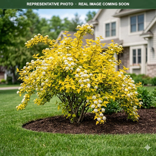 Angel Gold Ninebark (Physocarpus opulifolius) — Maple Grove, MN