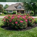Anthony Waterer Spirea (Spiraea japonica) — Bloomington, MN
