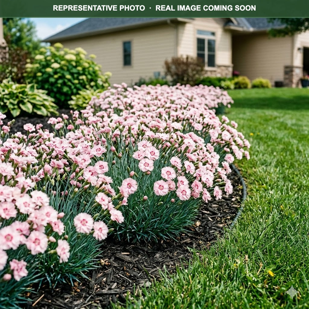Buy Appleblossom Burst Dianthus MN | Dianthus | Three Timbers