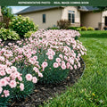 Appleblossom Burst Dianthus (Dianthus) — Shoreview, MN
