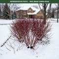 Arctic Fire Dogwood (Cornus sericea) — Shoreview, MN