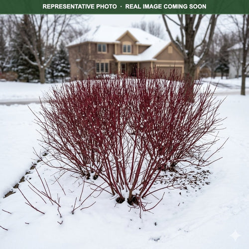 Arctic Fire Dogwood (Cornus sericea) — Shoreview, MN