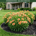Arizona Apricot Blanket Flower (Gaillardia) — Burnsville, MN