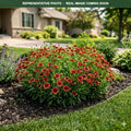 Arizona Red Shades Blanket Flower (Gaillardia) — Lakeville, MN