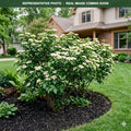 Arrowwood Viburnum (Viburnum dentatum) — Burnsville, MN