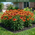 Artisan Red Ombre Coneflower (Echinacea) — Wayzata, MN