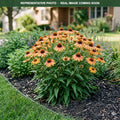 Artisan Soft Orange Coneflower (Echinacea) — Chanhassen, MN