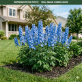 Aurora Blue Delphinium (Delphinium) — Minneapolis, MN
