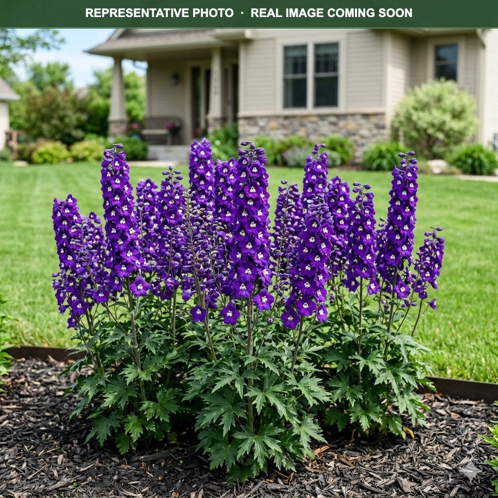 Aurora Deep Purple Delphinium (Delphinium) — St. Paul, MN