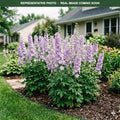 Aurora Lavender Delphinium (Delphinium) — Edina, MN