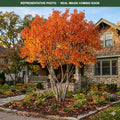 Autumn Brilliance Serviceberry (Amelanchier × grandiflora) — Bloomington, MN